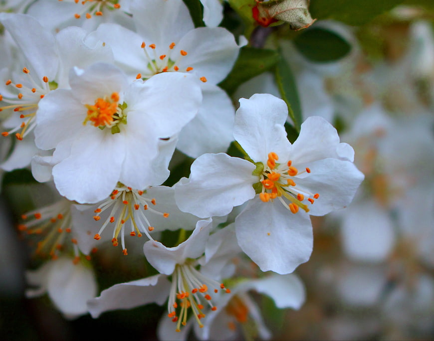 Close-up of white spring blossoms with orange stamens