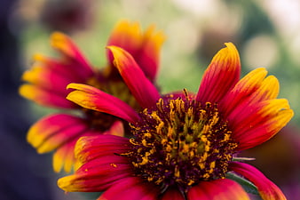 Close-up of vibrant red and yellow Gaillardia flower petals
