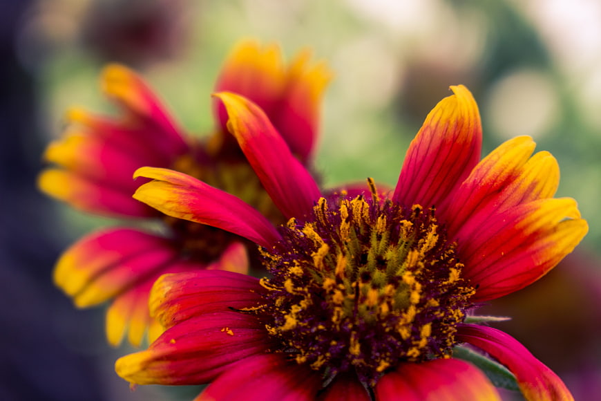 Close-up of vibrant red and yellow Gaillardia flower petals