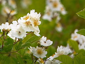 Close-up of white wild roses with bees on green background