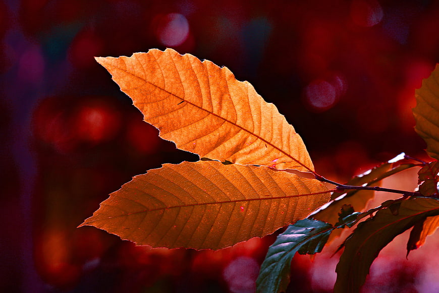 Backlit Autumn Leaves with Intricate Veins Against Dark Red Bokeh