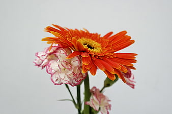 Orange Gerbera Daisy and Pink Carnation on White Background