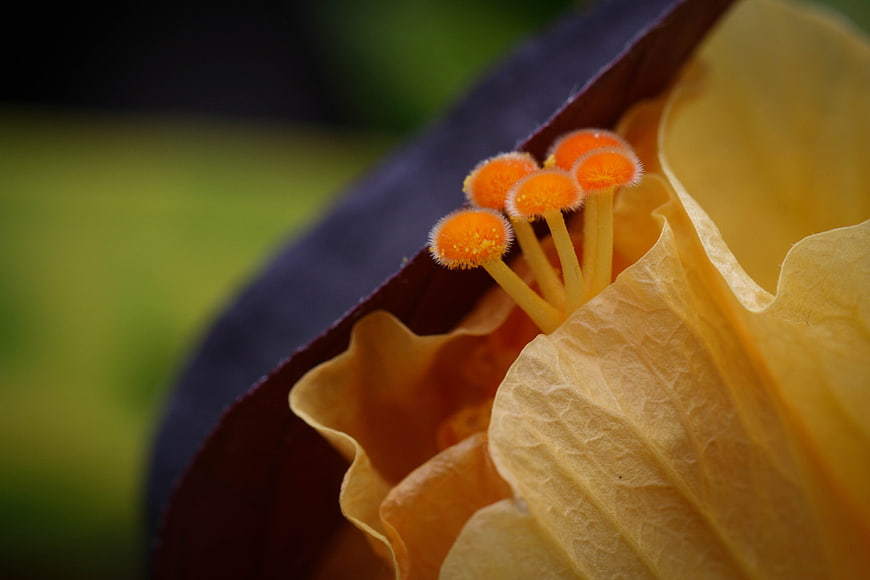 Macro Close-Up of Yellow Flower Stamen and Petals
