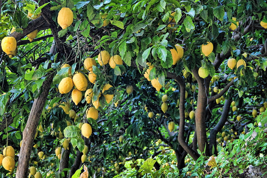 Lush Lemon Tree Heavy With Ripe Yellow Fruit In Mediterranean Garden