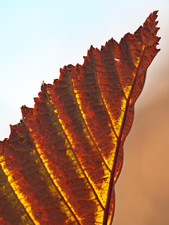 Backlit Autumn Leaf Texture with Intricate Veins