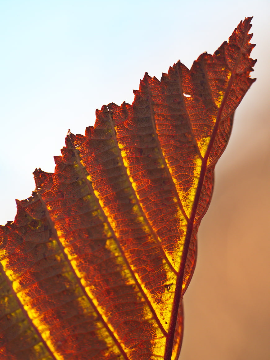Backlit Autumn Leaf Texture with Intricate Veins