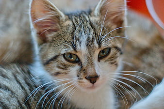Close-up portrait of a cute tabby kitten with green eyes
