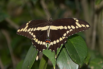 Close-up of a Black and Yellow Butterfly on a Green Leaf