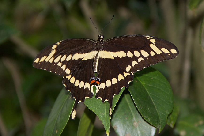 Close-up of a Black and Yellow Butterfly on a Green Leaf