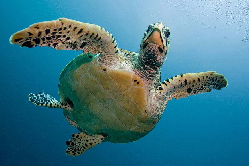 Underwater Sea Turtle Swimming in Blue Ocean