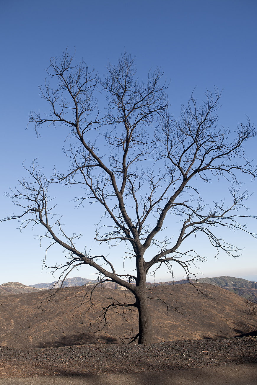 Solitary burnt tree against blue sky in scorched landscape
