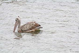 Spot-billed Pelican Swimming in Rippled Water