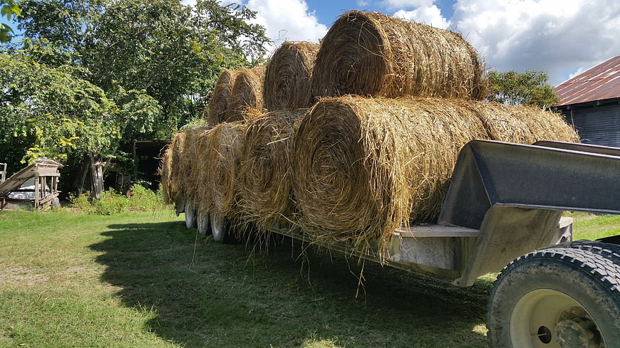 Trailer Loaded with Round Hay Bales on Farm