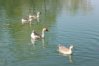 Four Greylag Geese Swimming in Green Pond Water