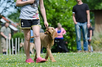 Woman Training Hungarian Vizsla Dog In Sunny Park