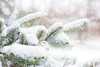 Snowy Pine Branches in Winter Forest