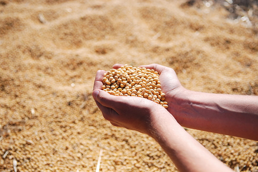 Hands holding soybeans with blurred harvest background