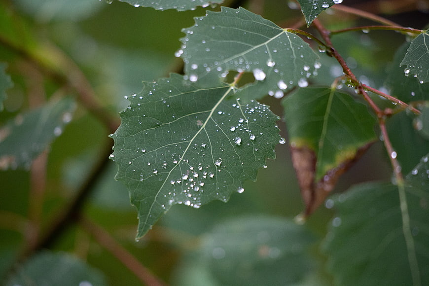 Close-up of green leaves with raindrops