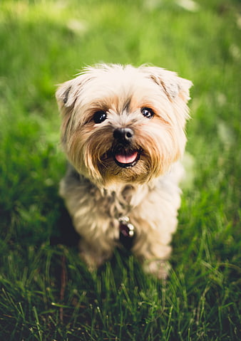 Happy Yorkshire Terrier Puppy on Green Grass