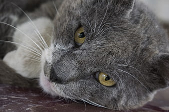 Close-up portrait of a gray cat with yellow eyes