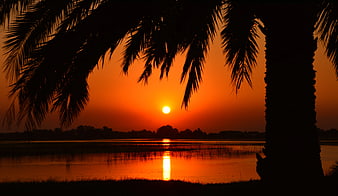 Silhouette of Palm Tree Against Vibrant Orange Sunset Over Water
