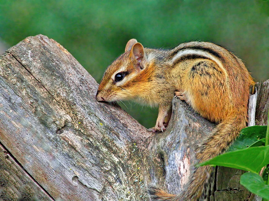 Cute chipmunk perched on weathered wooden fence post