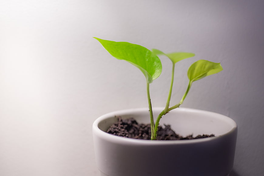 Small green plant sprout in white ceramic pot