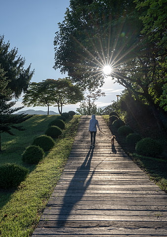 Person Walking Small Dog on Wooden Boardwalk at Sunrise