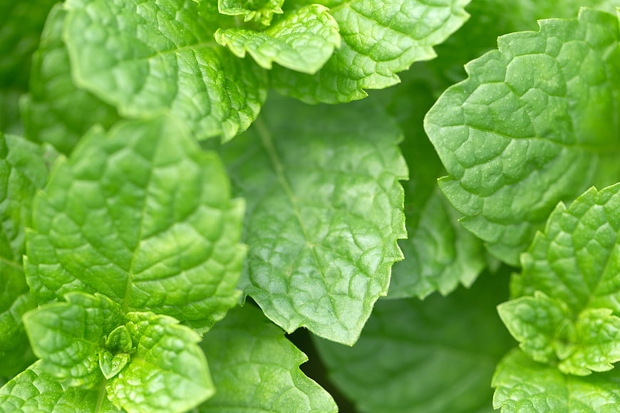 Close-up of fresh green mint leaves with detailed texture