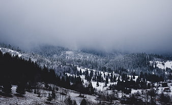 Misty Snow-Covered Mountain Forest in Winter