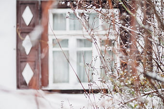 Snowy winter branches in front of a rustic house window