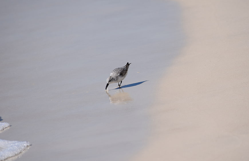 Sanderling bird foraging on wet sandy beach