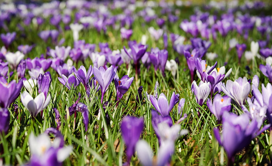 Purple and white crocuses blooming in a green spring meadow