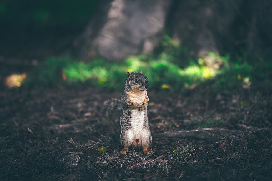 Cute Squirrel Standing in Forest