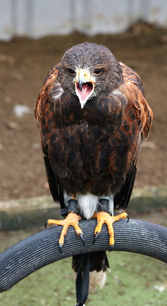 Close-up of Harris Hawk with Open Beak on Perch
