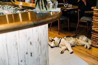 Sleeping Husky Dog in Cozy Cafe Interior