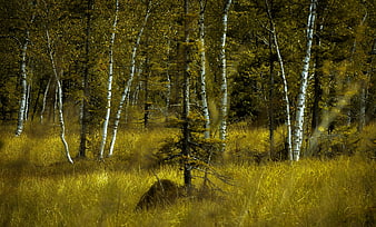 Misty Birch Forest Landscape With Golden Autumn Grass And Backlit Sunlight
