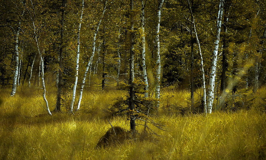 Misty Birch Forest Landscape With Golden Autumn Grass And Backlit Sunlight