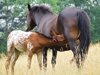 Appaloosa foal nursing from dark mare in dry grass field