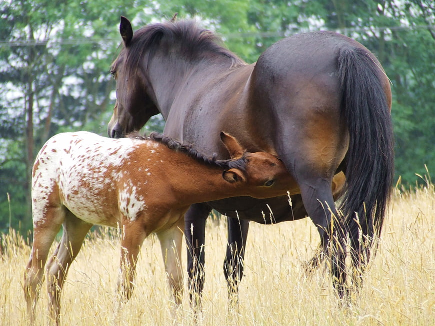 Appaloosa foal nursing from dark mare in dry grass field