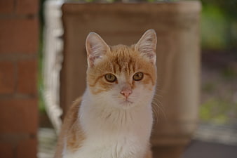 Portrait of Ginger and White Cat Looking at Camera