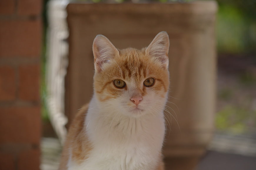 Portrait of Ginger and White Cat Looking at Camera
