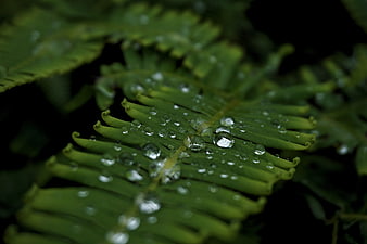 Close-up of green fern leaf with water droplets