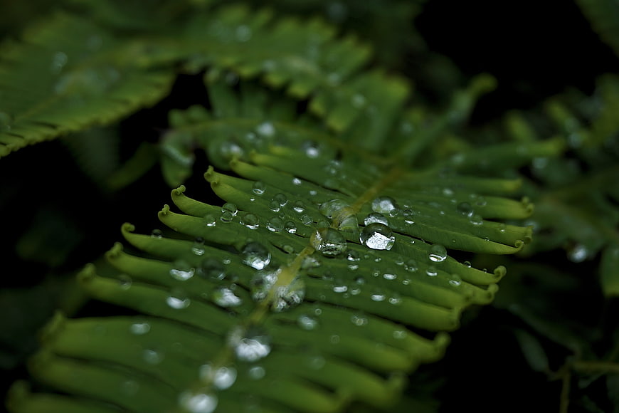 Close-up of green fern leaf with water droplets