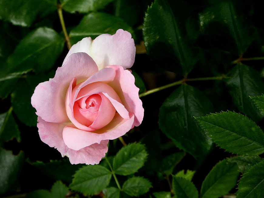 Close-up of a delicate pink rose with green leaves