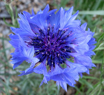 Close-up of a vibrant blue cornflower in a garden