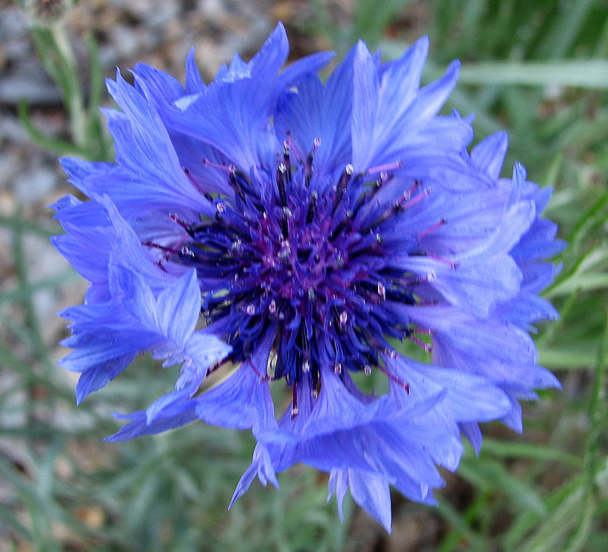 Close-up of a vibrant blue cornflower in a garden