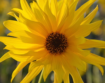 Close-up of a vibrant yellow sunflower in a garden