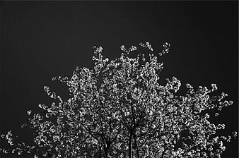 Black and white cherry blossom tree against dark sky
