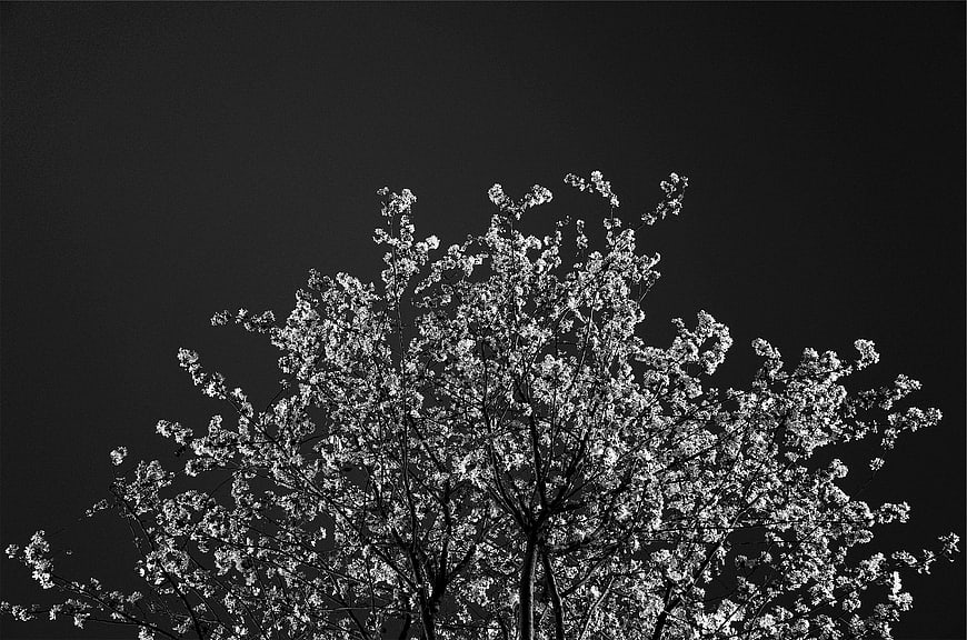 Black and white cherry blossom tree against dark sky